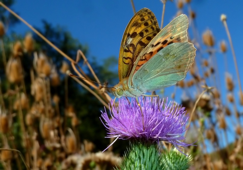 Farfalle di Settembre